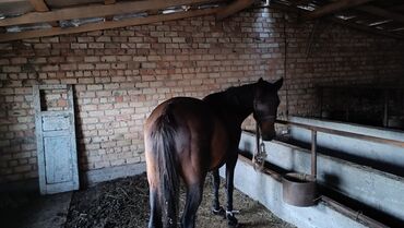 щенки бульдога: Продаю | Кобыла (самка) | Английская at lalafo.kg щенки бульдога: Продаю | Кобыла (самка) | Английская