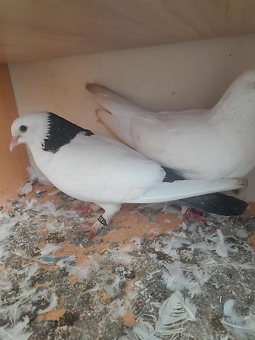bulbul quşu satışı: Supet göyercinlerdir yerim yoxdur saxlaya bilmire tek tek baha almisam — 2