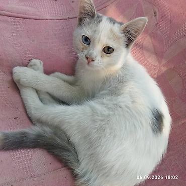 Вязка кошек: Котёнок кошечка — чёрно-белые «смокинги» . Яркие жёлто-зелёные глаза — 3