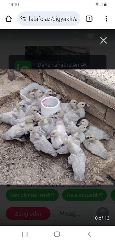 Hummer: Muscovy (barbarı) ördəkləri – bala və yeniyetmə yaşda sürü - Rəng
