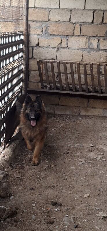 ingilis setter it cinsinin digər adı: Alman çoban iti, 2 il, Dişi, Peyvəndli