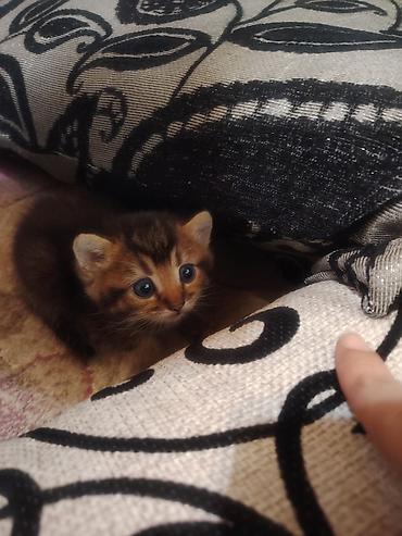 pekines balası: Qızıl şinşilla, Erkək, Dişi, Yaxşı əllərə, Ünvandan götürmə — 2