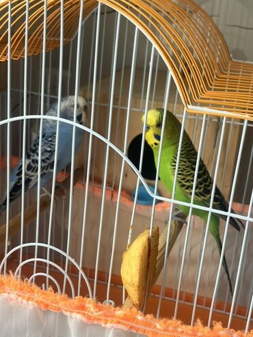 купить клетку для попугая: Íki çût tutu quşu ve qefei yuvası ile bir yerde tam sağlam akddif at lalafo.az купить клетку для попугая: Íki çût tutu quşu ve qefei yuvası ile bir yerde tam sağlam akddif