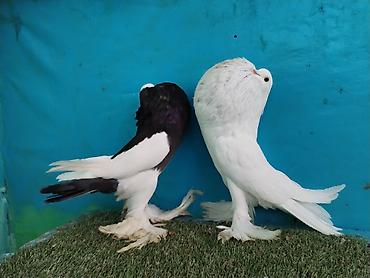 Göyərçinlər: Satilir pomeran Dutular 2 Cut Var cutu 120 Manatdi Bir cut Ag Qara Var — 20