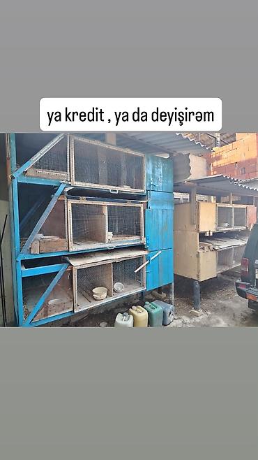 большая клетка для кролика: Satıram kredit mümkündür dəyişmək olar — 6