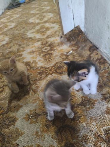коты бесплатные: Котята домашние, помёт разноокрасочный: - Серый тигровый (tabby) с — 2
