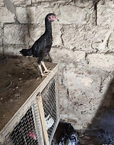 meşə toyuğu: Toyuq, Damazlıq, Ödənişli çatdırılma — 2
