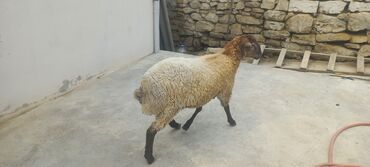 Arılar: Erkək, il: 1