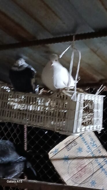 Птицы: Голуби декоративные (несколько особей) - Породы/типы: украшенные — 4