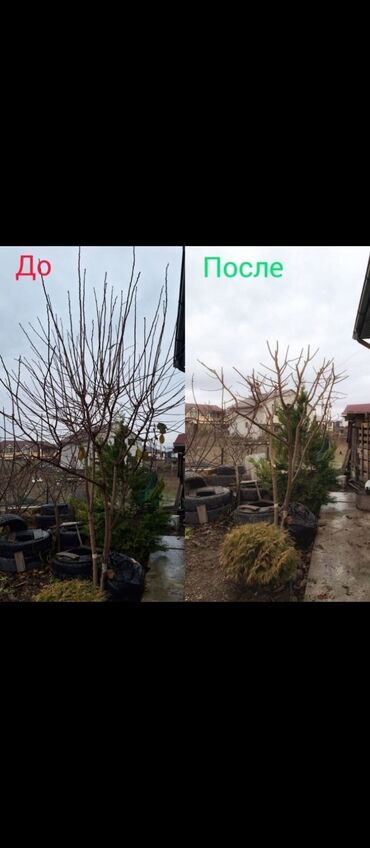 Другие услуги: Обрезка изгороди хвойных деревьев плодовых деревьев Весной Обработка — 6