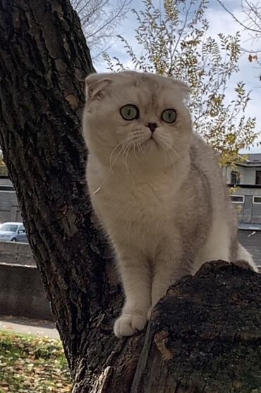 кормящая кошка: Вязка ! Не продажа!!! Молодой котик Scottish fold окрас серебристая