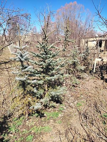 Балатылар: Голубая Ель, посадили в 2012 году или 13году — 3