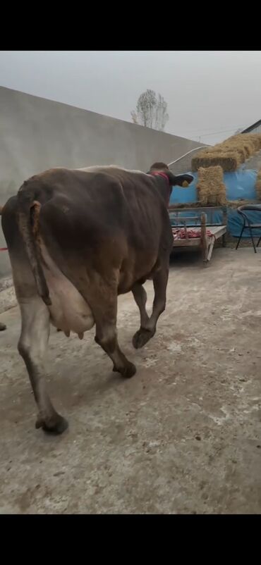 Inəklər, öküzlər: Simental tipli inək və buzov dəsti - Cins/Tip: Simental (qəhvəyi -da lalafo.az — 1 Inəklər, öküzlər: Simental tipli inək və buzov dəsti - Cins/Tip: Simental (qəhvəyi — 1