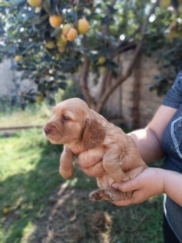 отдам в хорошие руки щенка маленькой породы: Koker spaniyel, 1 ay, Dişi, Sənədli, Ünvandan götürmə, Pulsuz çatdırılma, Ödənişli çatdırılma