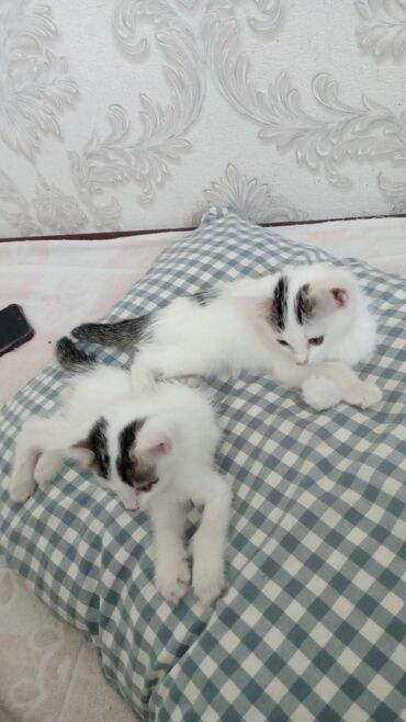 домик для собак: Домашние котята, 3 мес, мальчик и девочка. Едят корм, ходят в лоток