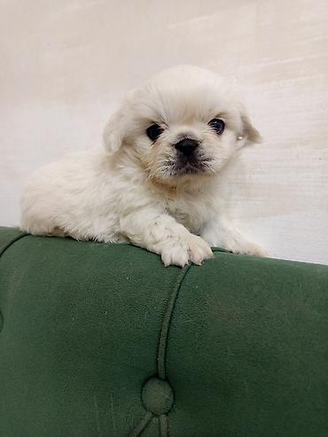 Pekines lalafo.az -da Pekines