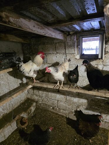 Toyuqlar: Toyuq, Damazlıq — 10