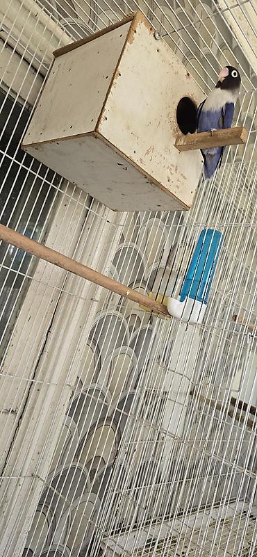 голубий помёт: 💜 Чистая фиолетовая пара масковых неразлучников — 5500 сом! Продаётся — 5