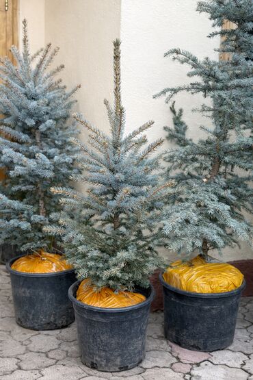 Декоративные деревья: Продаются елки🌿🌲 От 1м до 3,5м. С хорошим комом. Идеально подойдет для — 8