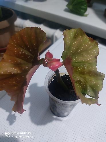 Другой декор и предметы интерьера: Распродажа остатков, комнатные растения по 100 сом. дорогие цветы тоже at lalafo.kg — 12 Другой декор и предметы интерьера: Распродажа остатков, комнатные растения по 100 сом. дорогие цветы тоже — 12