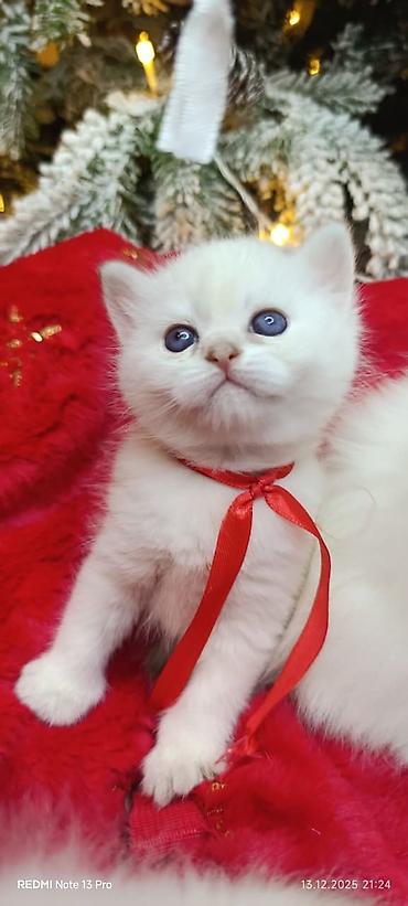 Pişiklər: Şotland, Erkək, Dişi, Yaxşı əllərə, Ödənişli çatdırılma, Ünvandan götürmə, Rayonlara çatdırılma — 9