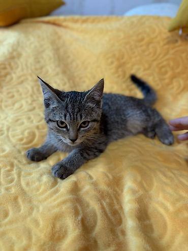 кошка породистый: Кошка даром: Лесная, 2 месяца, Мальчик, Приучена к лотку, Проглистована — 3