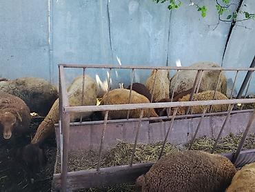 saanen kecisi satılır: Qoyun sürüsü – ətlik və damazlıq üçün - Növlər: yerli qaragül/qonur — 3