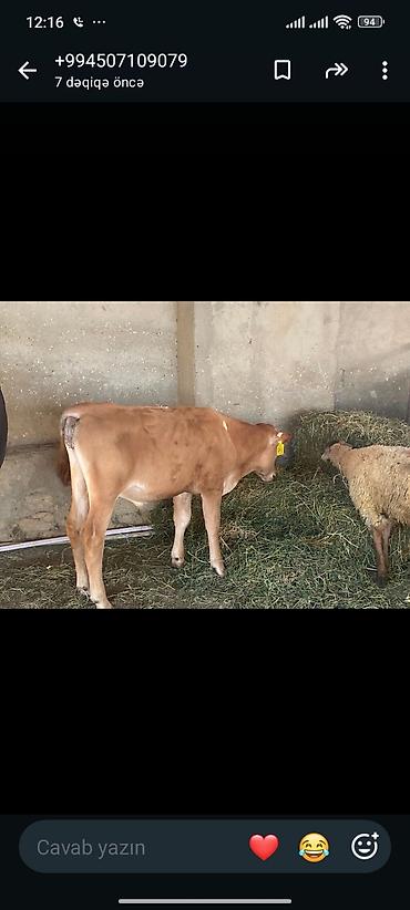 Mal-qara: Satılır: Dana (boğazı nişanlı qulaq-birəli) - Cins/Tip: Yerli — 2