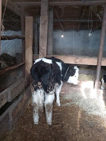 Inəklər, öküzlər: Dişi, il: 1, 100 kq, Südlük — 2