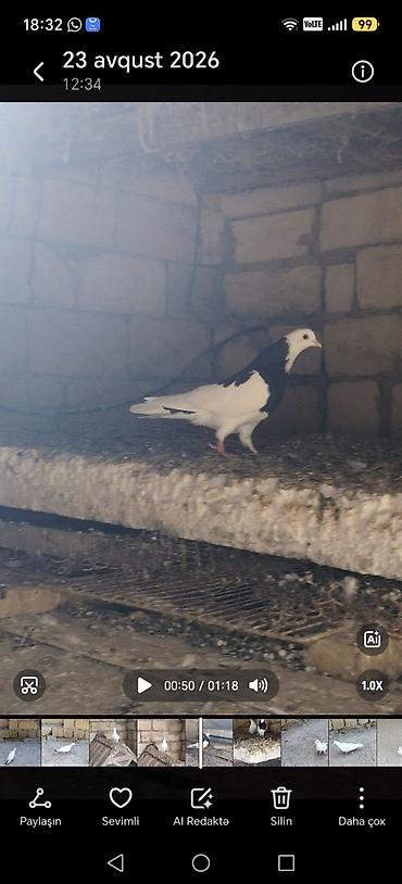 serebrist toyuqlar satılır: Salam 9 dene tutulma quslar hamsi 25 azn ünvan qaradag göndərmək olar — 8
