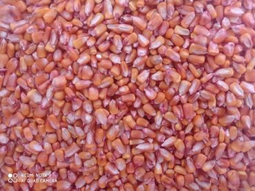 продам кукурузу: Семена и саженцы