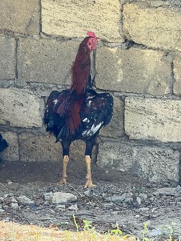 heyvan bazari keci: Qiymet sondu cutune aiddi 3 dene yaxwi qaznan barter eliyerem real — 1