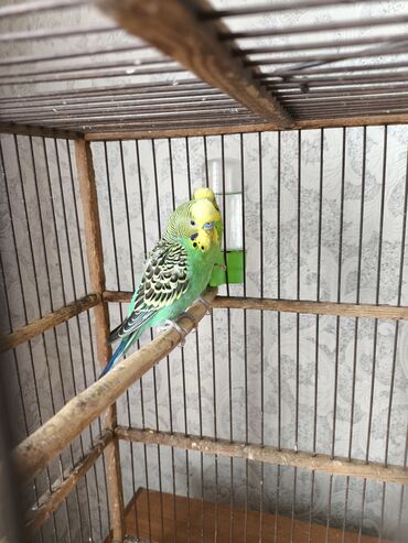 поющие волнистые попугаи: Попугаи 2 волнистые 1 год без клетки самец и самка не ручные