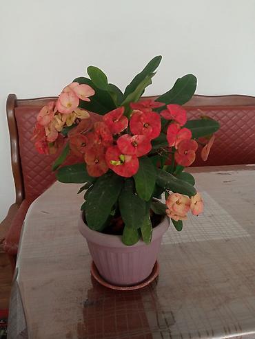 Молочаи: Эуфорбия Миля (Euphorbia milii, «Корона Христа») в горшке - — 4