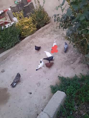 balaca it cinsi: 8 eded quş satılır qiymet 30 manat çox ucuzdur — 1