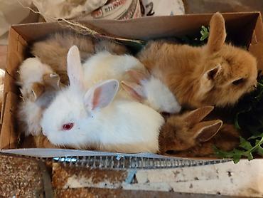 Dovşanlar: Karlik bala dovşanlar bala dovşanlar satılır dovşanlar dovşan — 17