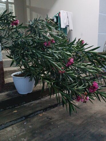 купить уголь в мешках бишкек: Бөлмө розалары