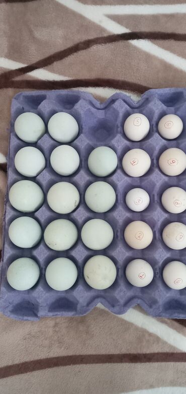 mayalı yumurta satışı: Toyuq, Damazlıq, Ünvandan götürmə, Pulsuz çatdırılma, Ödənişli çatdırılma