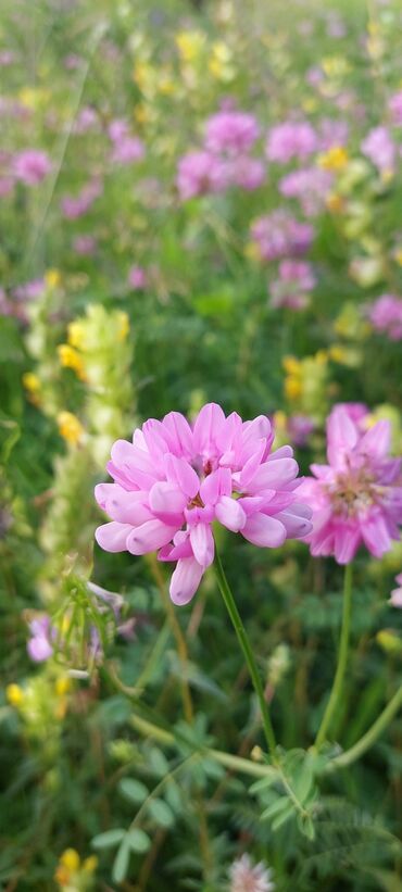 Bal: Müalicəvi Göyçay qaratikan balı 100% tam təbii baldır. Süzülmə bal — 10