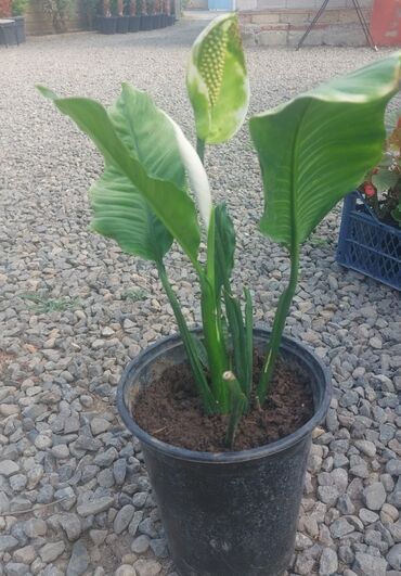 Уличные растения: Qara plastik dibçəkdə Spathiphyllum bitkisi. Geniş, tünd yaşıl