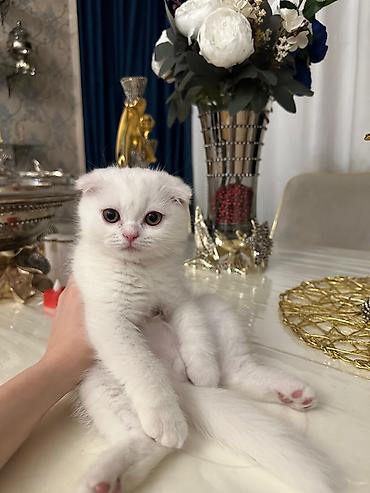 Pişiklər: Britan — 15