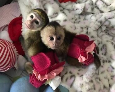 Πίθηκοι Καπουτσούιν Μικρά, χαριτωμένα και υγιή ροτβάιλερ. Πολύ