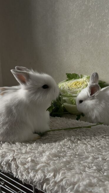 купить ежика бишкек: Львиная голова, остался один белый малыш🐰Декоративный кролик🥰