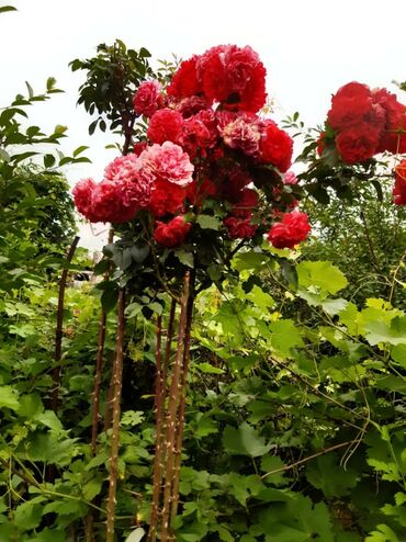штамбовые розы: Продаю штамбовые розы! Все растения выращенны в наших климатических