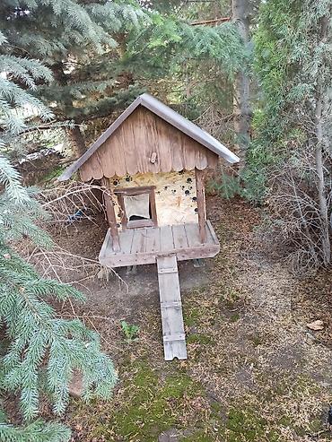 Куры, петухи: Продаю | Куры | Несушки — 8