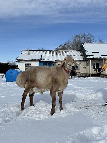 Баран, овца: Продаю | Баран (самец) | Арашан | Для разведения | Осеменитель — 1