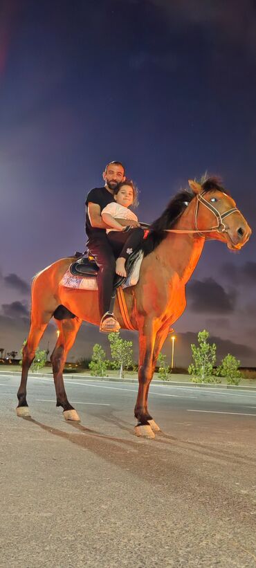 Аквариумные аксессуары и принадлежности: At Erkək 3.yas yarim Leyon oglu Rəkiş