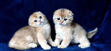 Продажа кошек: Скотиш Фолд (Шотландская вислоухая), 2 месяца, Девочка, Золотая шиншилла — 25