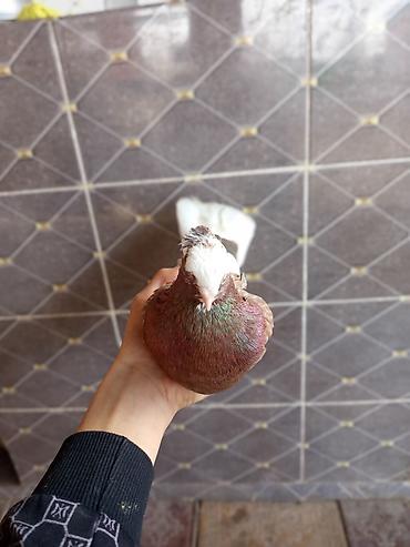 Птицы: Продаю голубей молодые 1,5 года пара 6000сом — 13