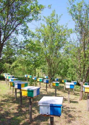 K/t heyvanları və malları: Ari ailəsi satılır arı ailəsi ana arıları 2024 cinsi karnika, bakfast